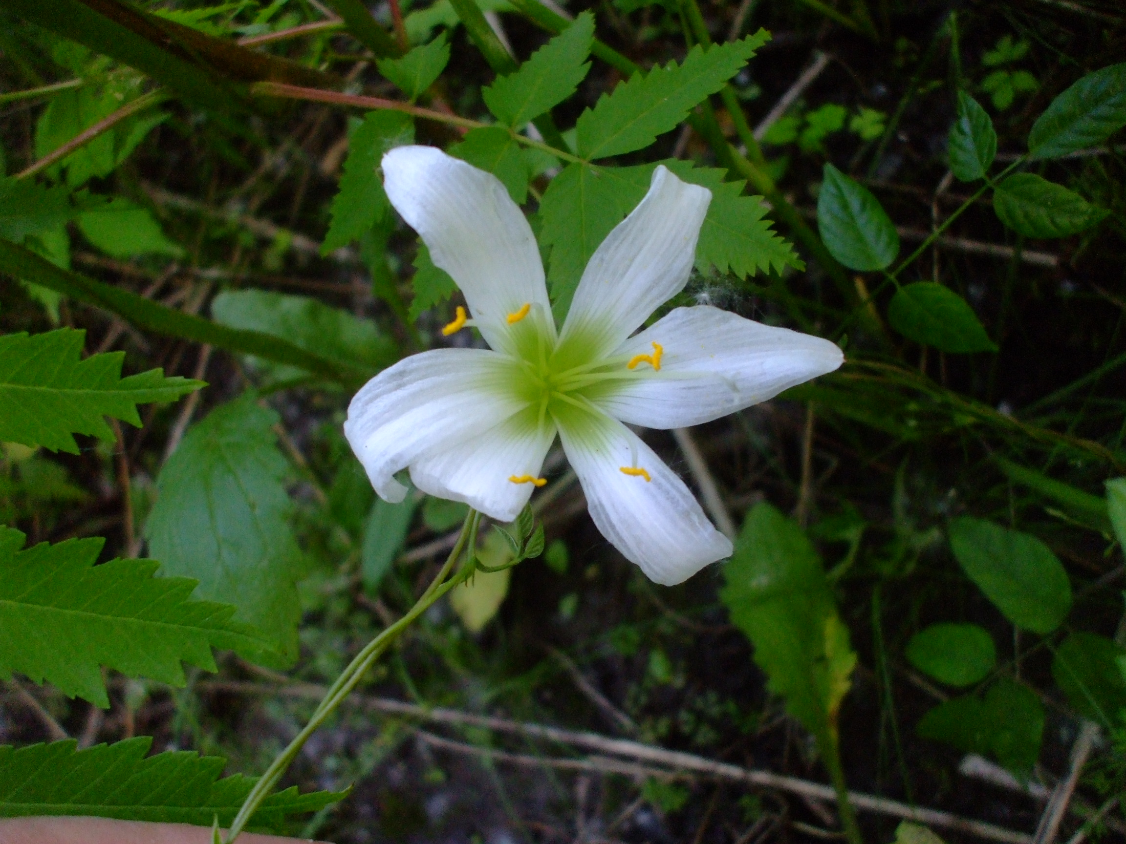 Zephyranthes atamasca